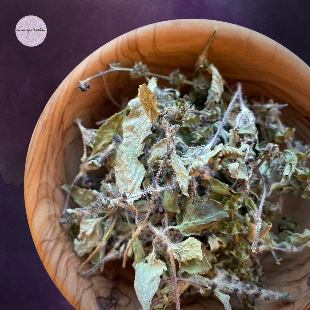 Organic Holy basil (Tulsi)