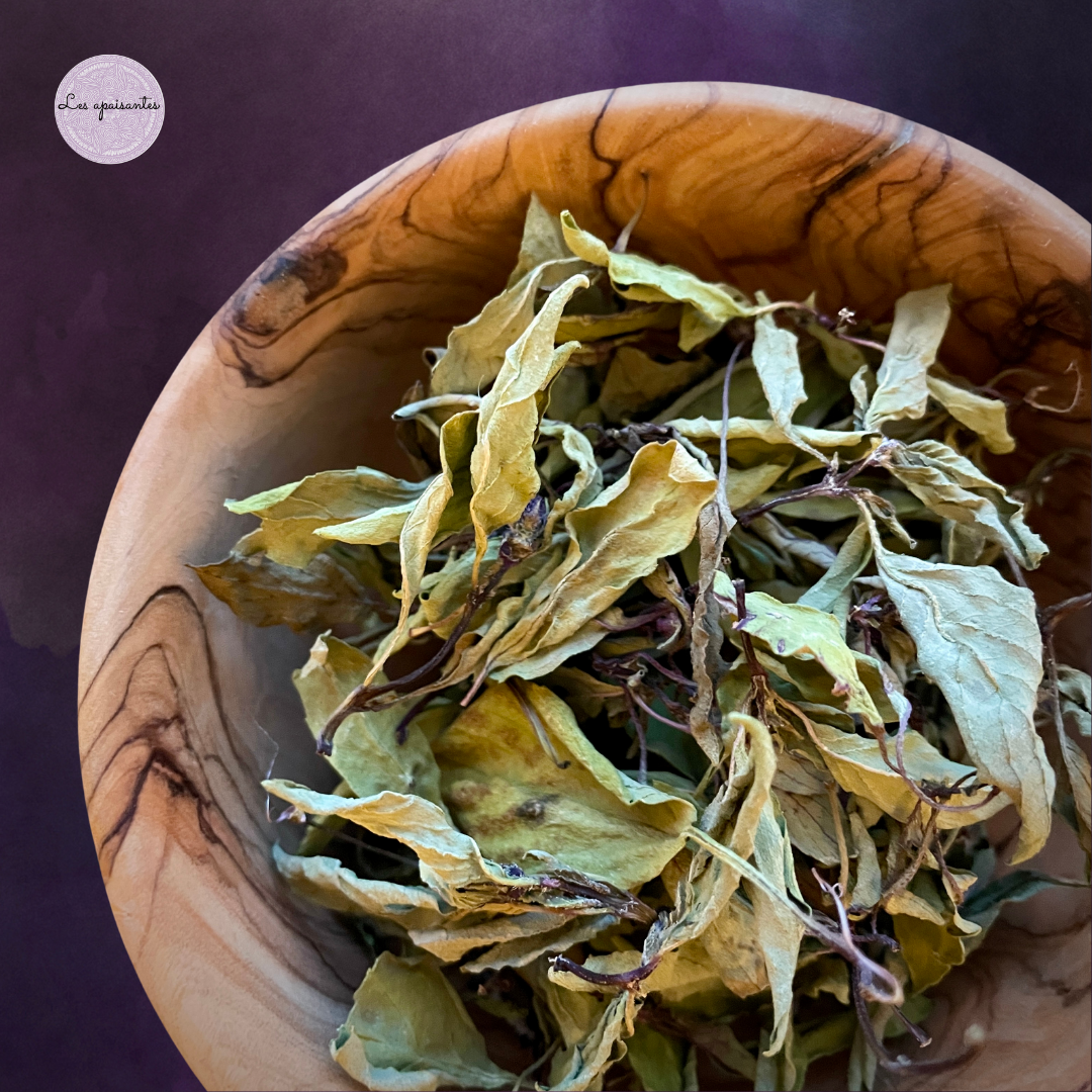 Organic Cinnamon basil