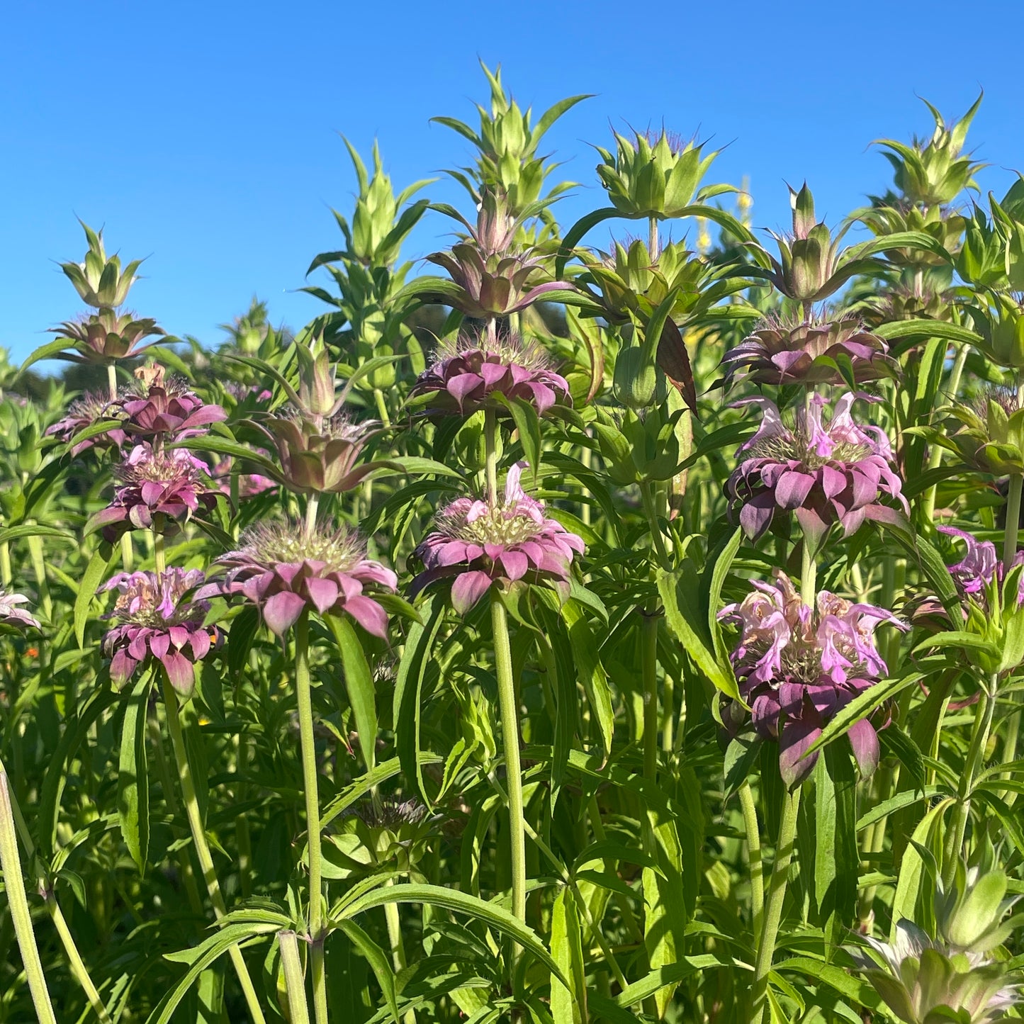 Organic Lemon bee balm