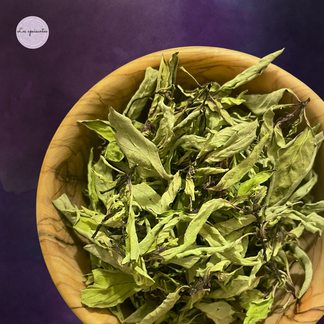 - BIO - タイバジル