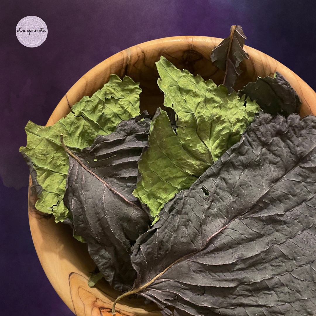 Organic Vietanamese shiso