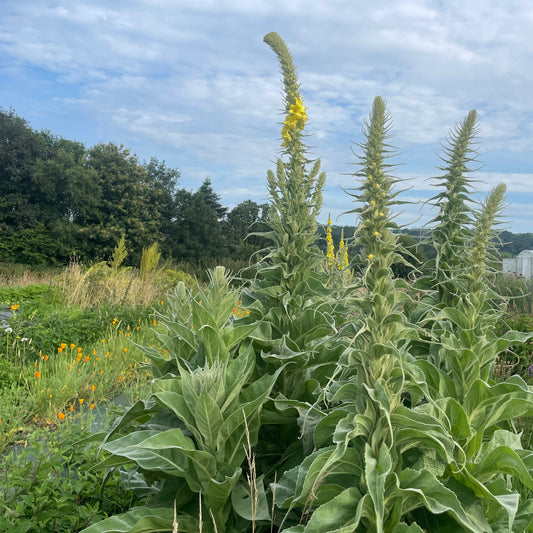 Organic Mullein