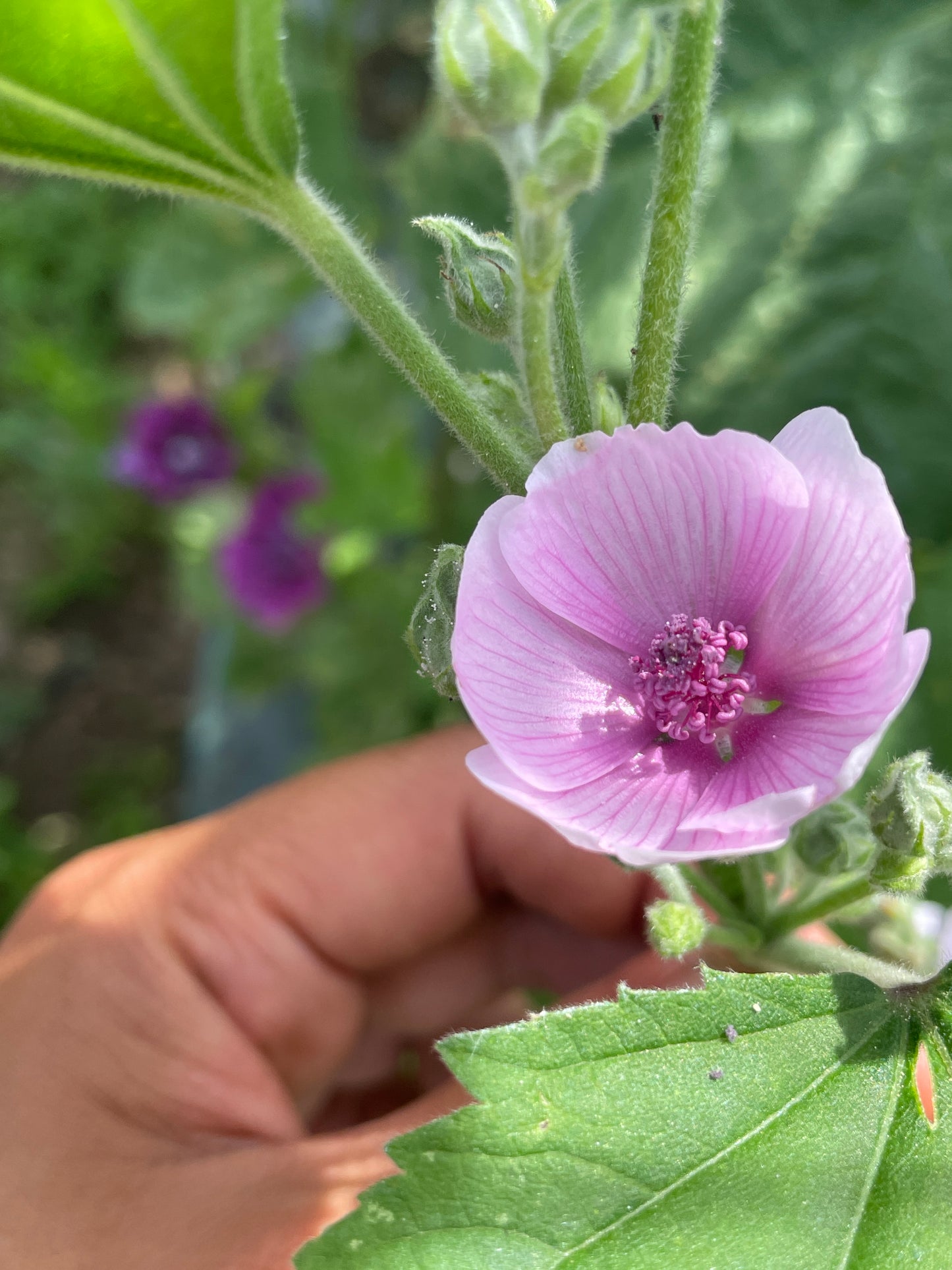 Organic Marshmallow flower