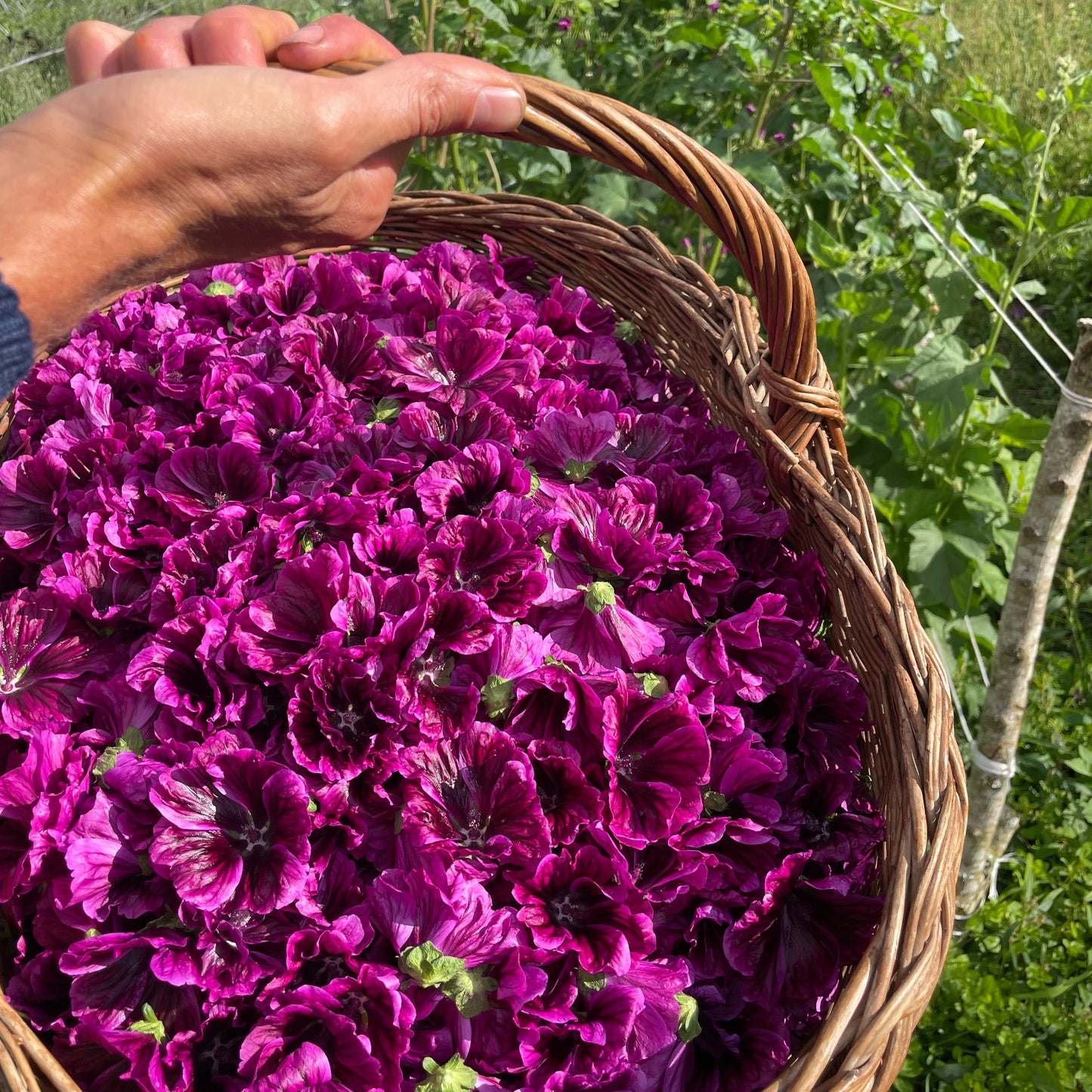 Organic Mauritanian mallow