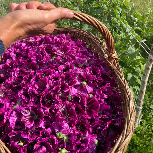 Mauve de Maruritanie BIO