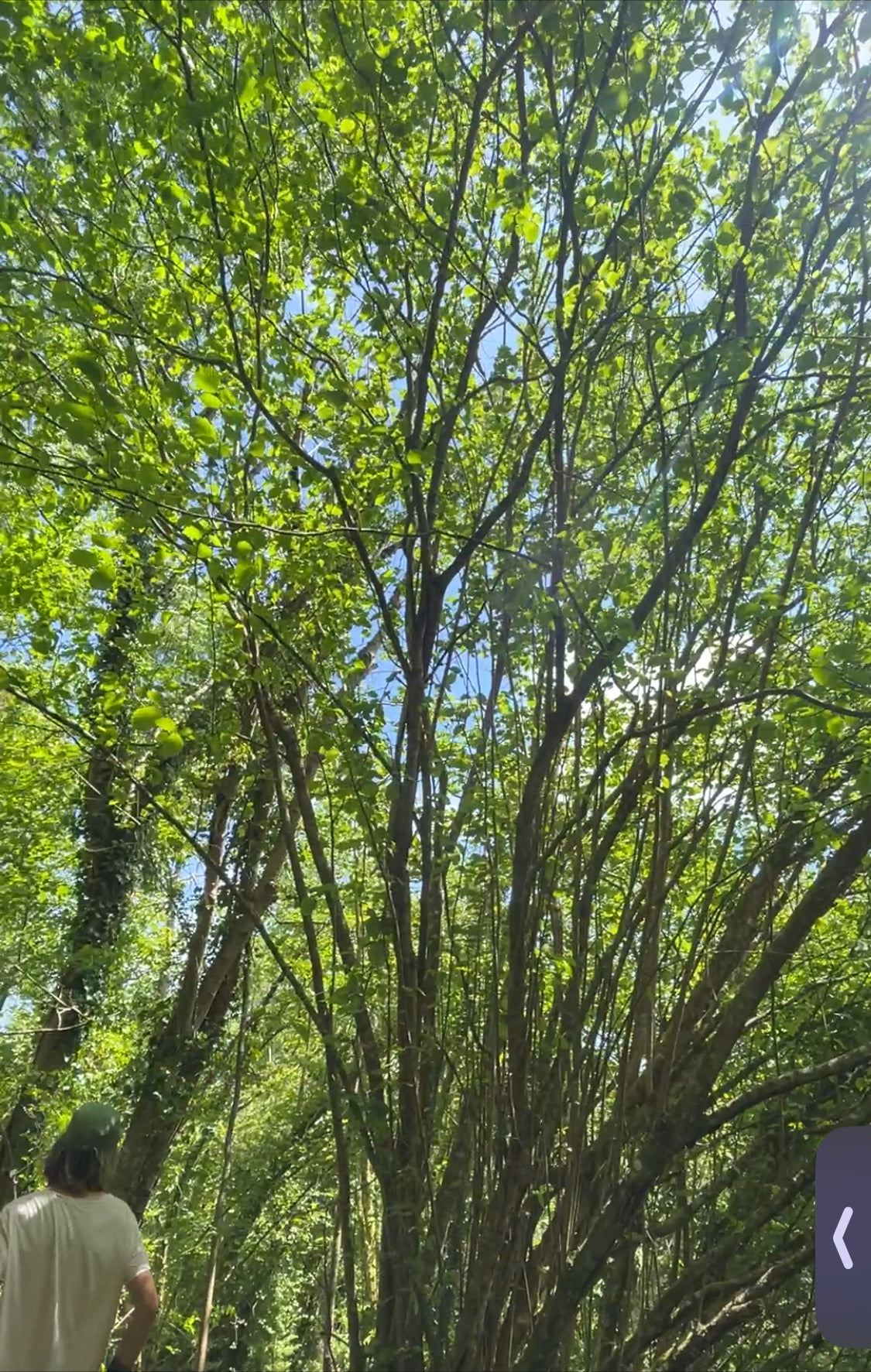 Organic Hazel leaves