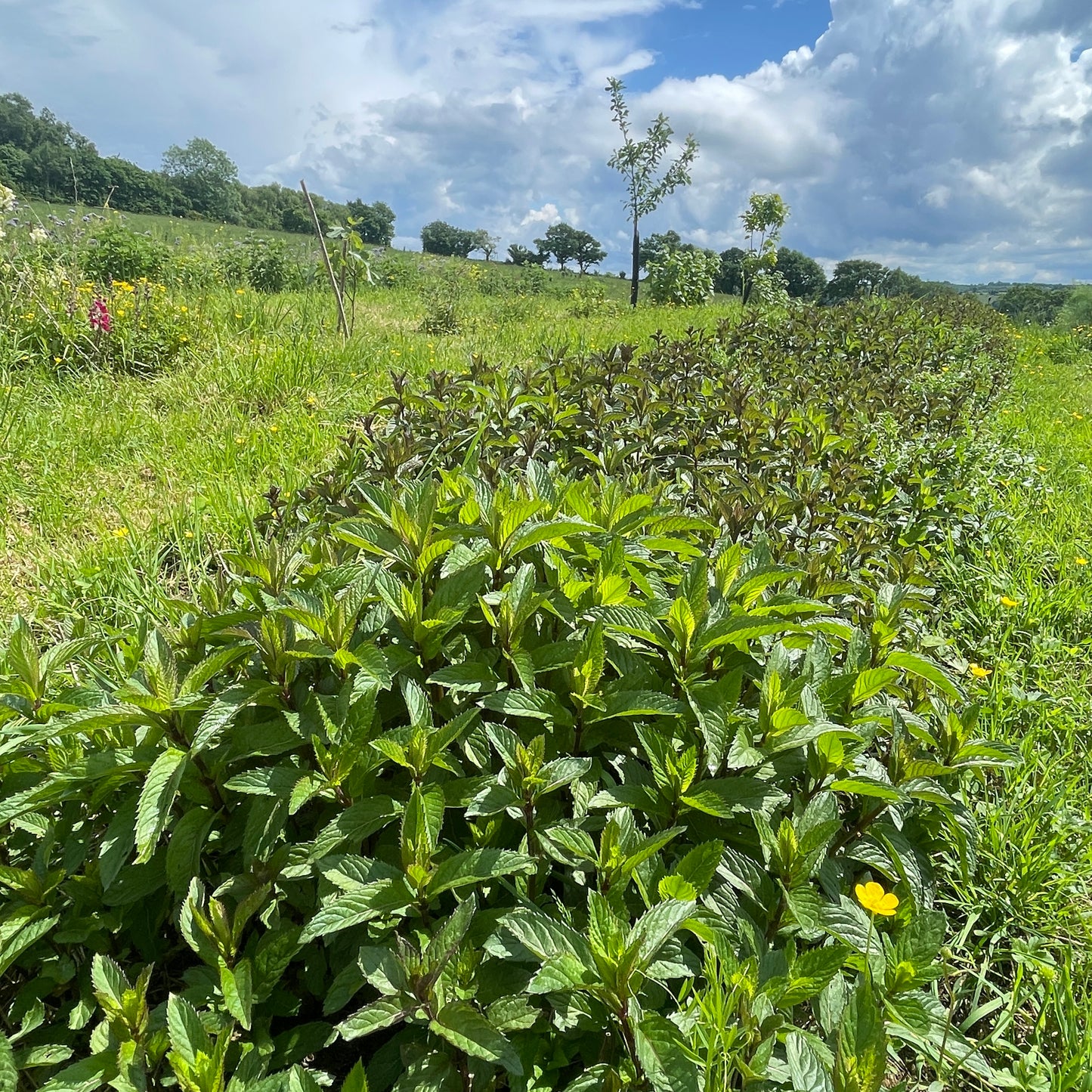 - BIO - Sirop de Kôso 《 Menthe poivrée 》