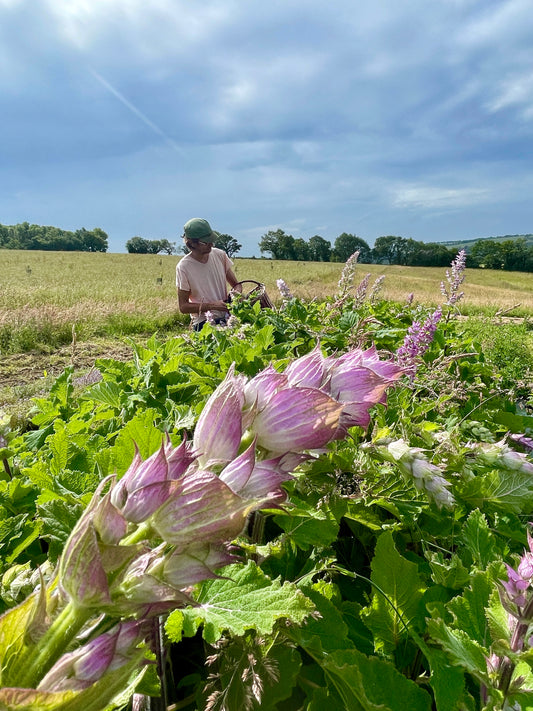 Organic Clary sage