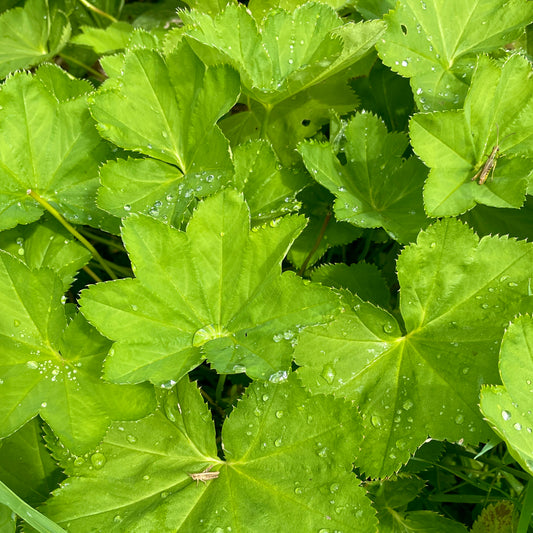 ハーブ畑より｜ Alchemilla vulgaris