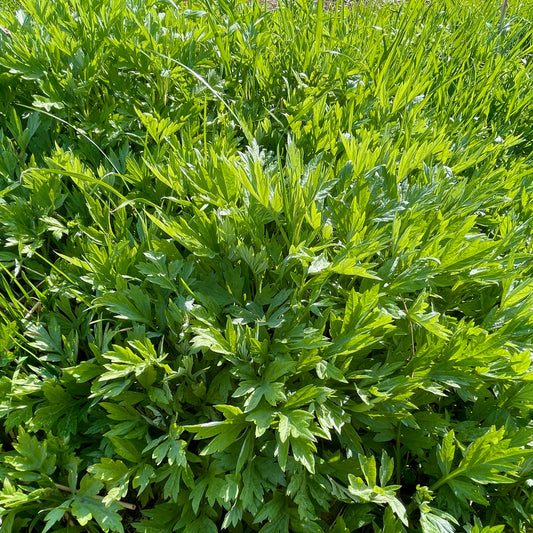 Yomogi (aromoise japonaise) en pourdre BIO